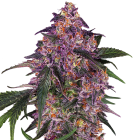 Sensi  Purple  Kush  Feminised  Cannabis  Seeds