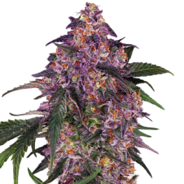 Sensi  Purple  Kush  Feminised  Cannabis  Seeds