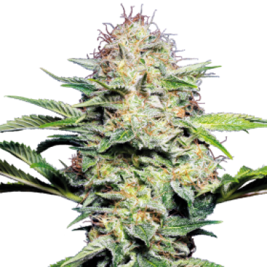 Sensi  Skunk  Auto  Flowering  Cannabis  Seeds