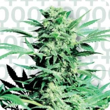 Sensi  Skunk  Feminised  Cannabis  Seeds