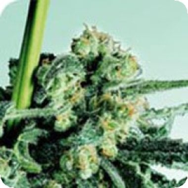 Sensi  Skunk  Regular  Cannabis  Seeds