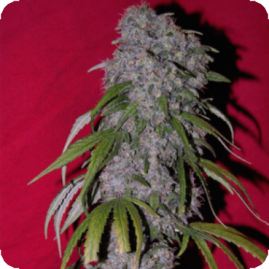 Sex Bud Feminised Cannabis Seeds