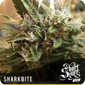 Sharkbite  Feminised  Cannabis  Seeds