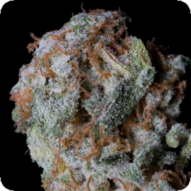 Sherbert  Glue  Feminised  Cannabis  Seeds 0