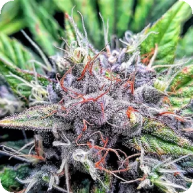 Sherbert  Mimosa  Feminised  Cannabis  Seeds