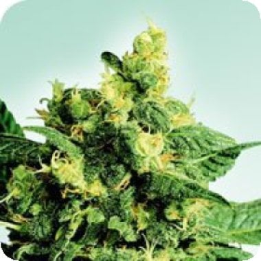 Shiva  Shanti  I I  Regular  Cannabis  Seeds