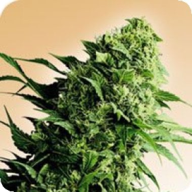 Shiva  Shanti  Regular  Cannabis  Seeds