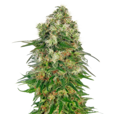 Shiva  Skunk  Auto  Flowering  Cannabis  Seeds