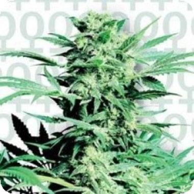 Shiva  Skunk  Feminised  Cannabis  Seeds