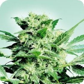Shiva  Skunk  Regular  Cannabis  Seeds