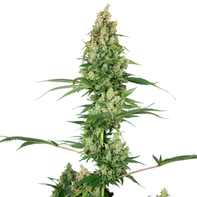 Silver  Fire  Feminised  Cannabis  Seeds
