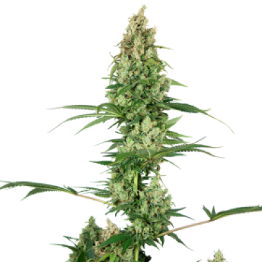 Silver  Fire  Feminised  Cannabis  Seeds