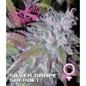 Silver  Grape  Sherbet  Feminised  Cannabis  Seeds 0