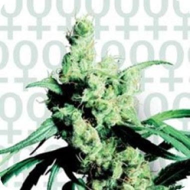 Silver  Haze  Feminised  Cannabis  Seeds