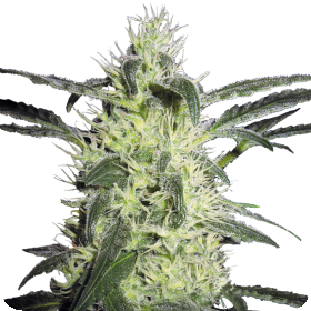 Silver  Haze  Feminised  Cannabis  Seeds 0
