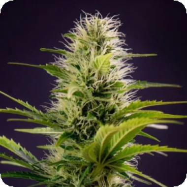 Silver Haze Original Feminised Cannabis Seeds 0