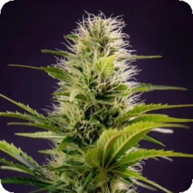 Silver  Haze  Original  Feminised  Cannabis  Seeds 0