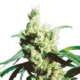 Silver  Haze  Regular  Cannabis  Seeds