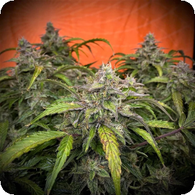 Silver  Napalm  Auto  Flowering  Cannabis  Seeds 0