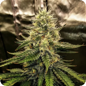 Silver  Napalm  Feminised  Cannabis  Seeds