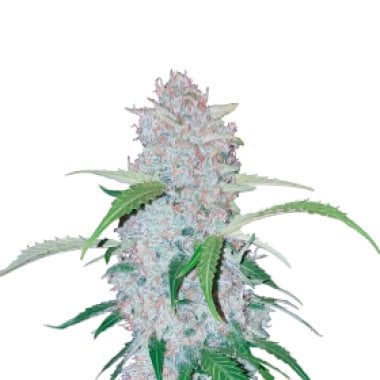 Six Shooter Autoflowering Feminised Cannabis Seeds