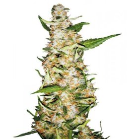 Skunk  231  A U T O  Feminised  Cannabis  Seeds