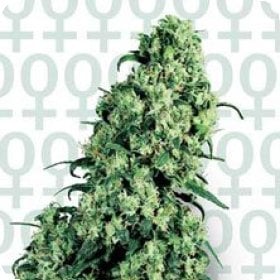 Skunk  231  Feminised  Cannabis  Seeds