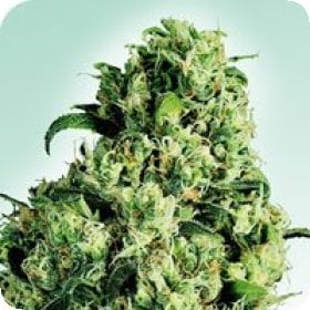 Skunk  231  Regular  Cannabis  Seeds