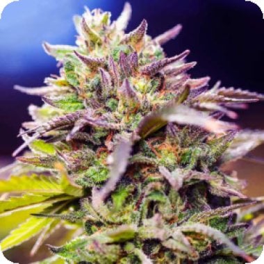 Skunk 1  Auto  Flowering  Cannabis  Seeds