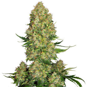 Skunk 1  Auto  Flowering  Cannabis  Seeds