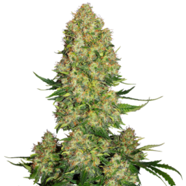 Skunk 1  Auto  Flowering  Cannabis  Seeds