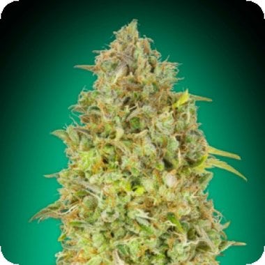 Skunk 47  Feminised  Cannabis  Seeds 0