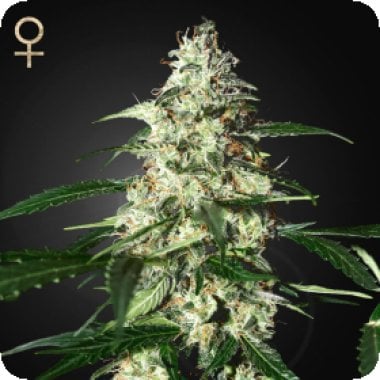 Skunk  Auto  Flowering  Cannabis  Seeds 0