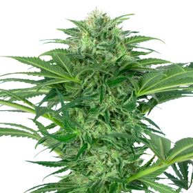 Skunk  Dream  C B D  Feminised  Cannabis  Seeds 0