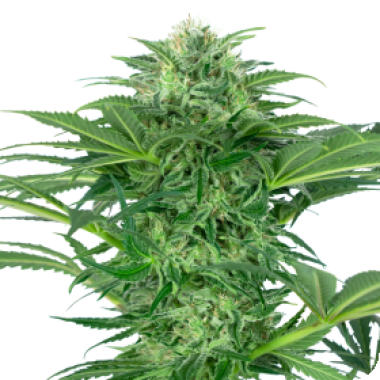 Skunk  Dream  C B D  Feminised  Cannabis  Seeds 0