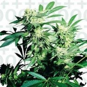 Skunk  Kush  Feminised  Cannabis  Seeds
