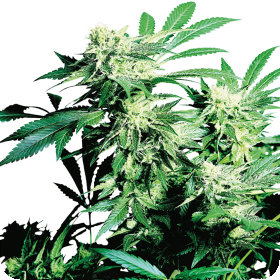 Skunk  Kush  Feminised  Cannabis  Seeds 0