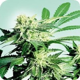 Skunk  Kush  Regular  Cannabis  Seeds