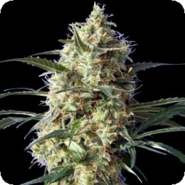 Skunk  Wreck  Feminised  Cannabis  Seeds 0