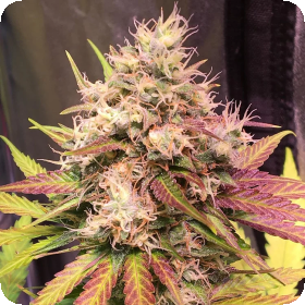 Skush  Auto  Flowering  Cannabis  Seeds 0