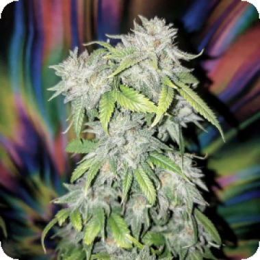 Skush  Feminised  Cannabis  Seeds 0