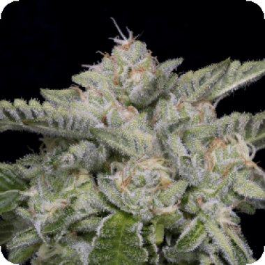 Skywalka  Ghost  Kush  Feminised  Cannabis  Seeds