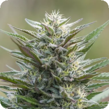 Sleep  Well  Feminised  Cannabis  Seeds 0