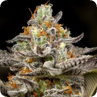 Sleepy  Joe  Feminised  Cannabis  Seeds 0