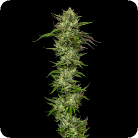 Slightly  Stoopid  Collie  Man  Kush  Feminised  Cannabis  Seeds 0