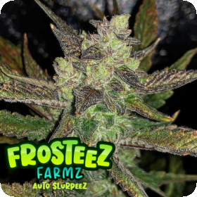 Slurpeez  Auto  Flowering  Cannabis  Seeds