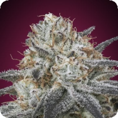 Slurricane  Auto  Flowering  Cannabis  Seeds 0