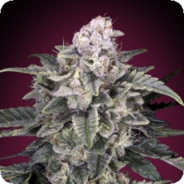 Slurricane Feminised Cannabis Seeds 0