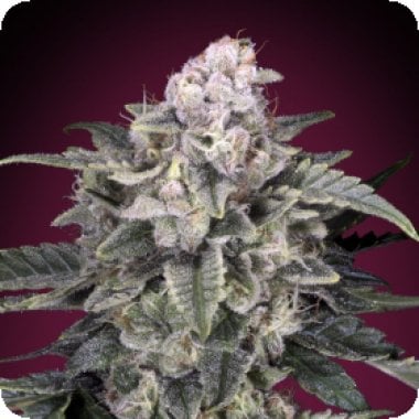 Slurricane  Feminised  Cannabis  Seeds 0