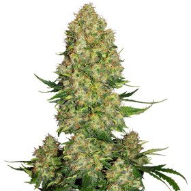 Smurfberry  Auto  Flowering  Cannabis  Seeds
